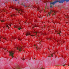 tulipany (54)